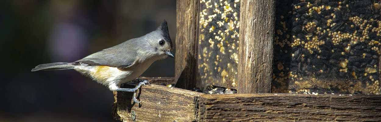 Installer des mangeoires à oiseaux : à vos risques et périls