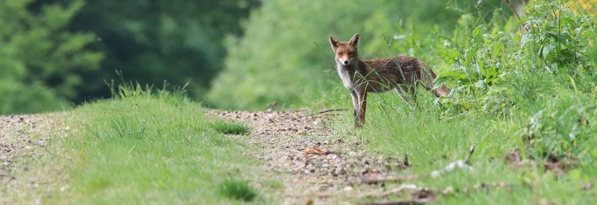 SA renard maltraitance animal