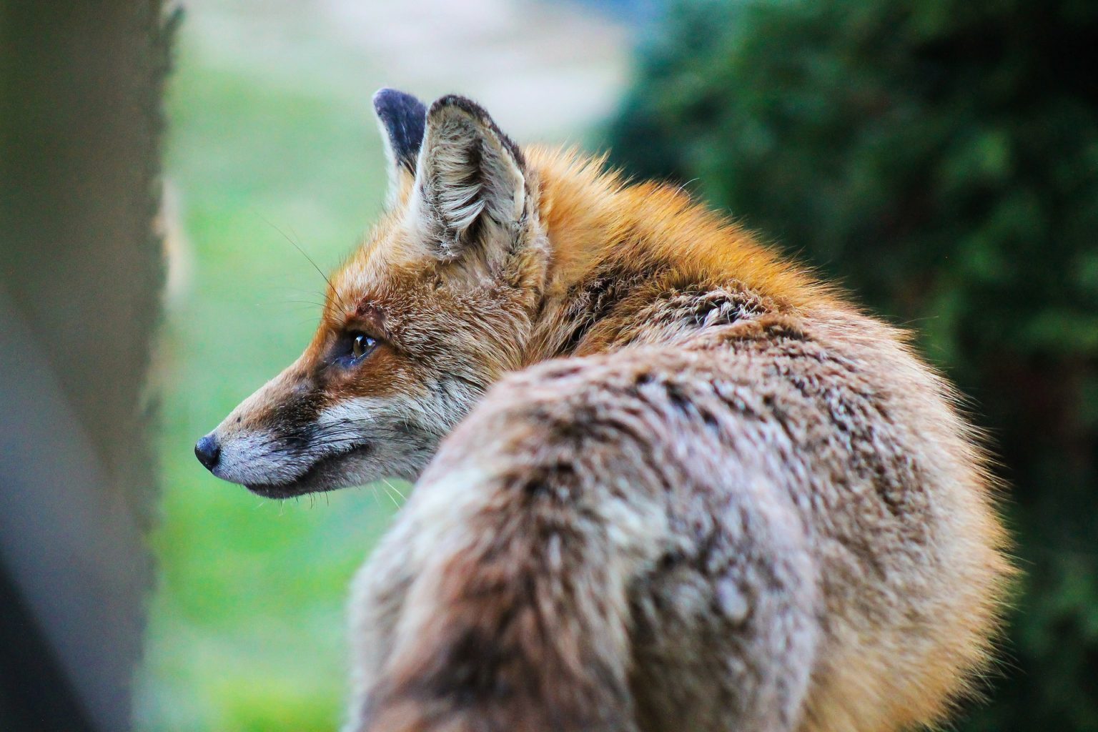 Renard-Profil-Arriere