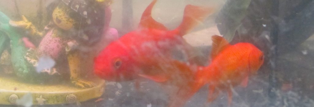 Poissons rouges Poissons rouges