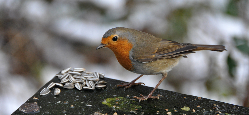 Un plaisir d'hiver : nourrir et observer les oiseaux de nos jardins