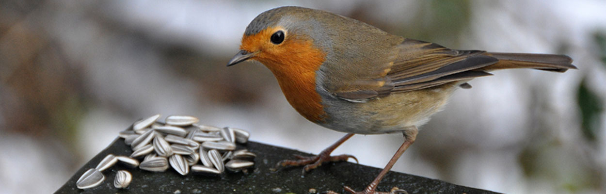 Boules de graisse pour oiseaux : voilà pourquoi il faut retirer les filets  !