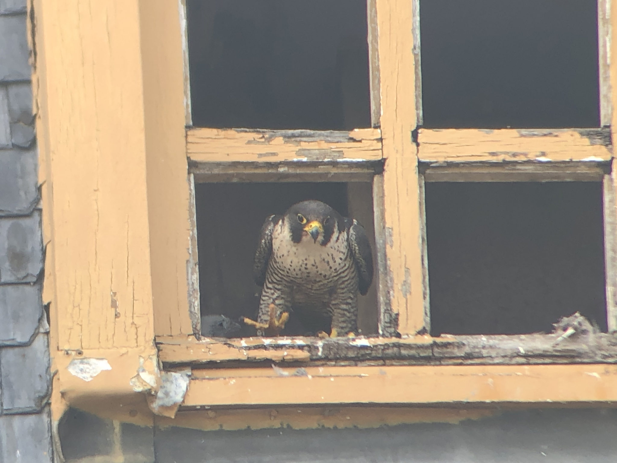 Les faucons de SaintAntoine Ligue Royale Belge pour la Protection