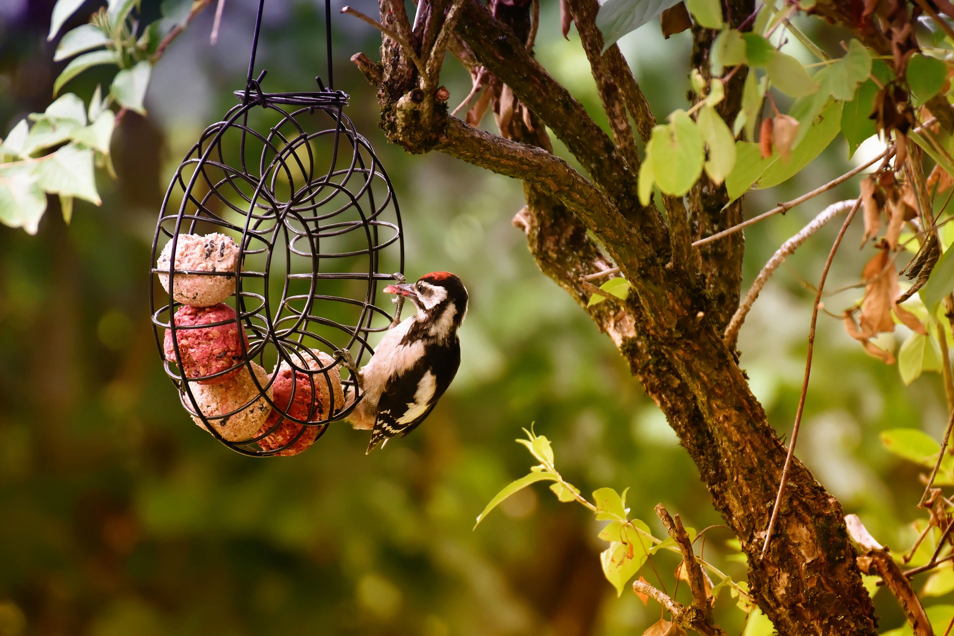 Recette facile pour fabriquer ses boules de graisse ! – Ligue Royale Belge  pour la Protection des Oiseaux