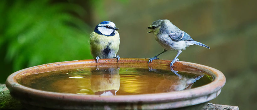 Les oiseaux ont soif !