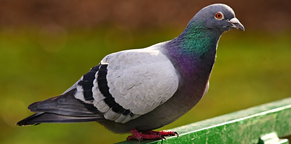 3 solutions pour éloigner les pigeons d'un balcon
