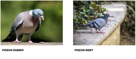 Position de la Ligue concernant les pigeons domestiques – Ligue