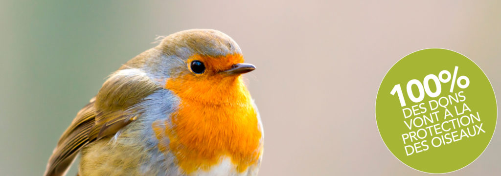 Faire Un Don Ligue Royale Belge Pour La Protection Des Oiseaux