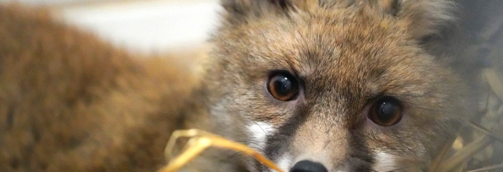 Un renard galeux au Centre de Soins pour la Faune Sauvage de Bruxelles