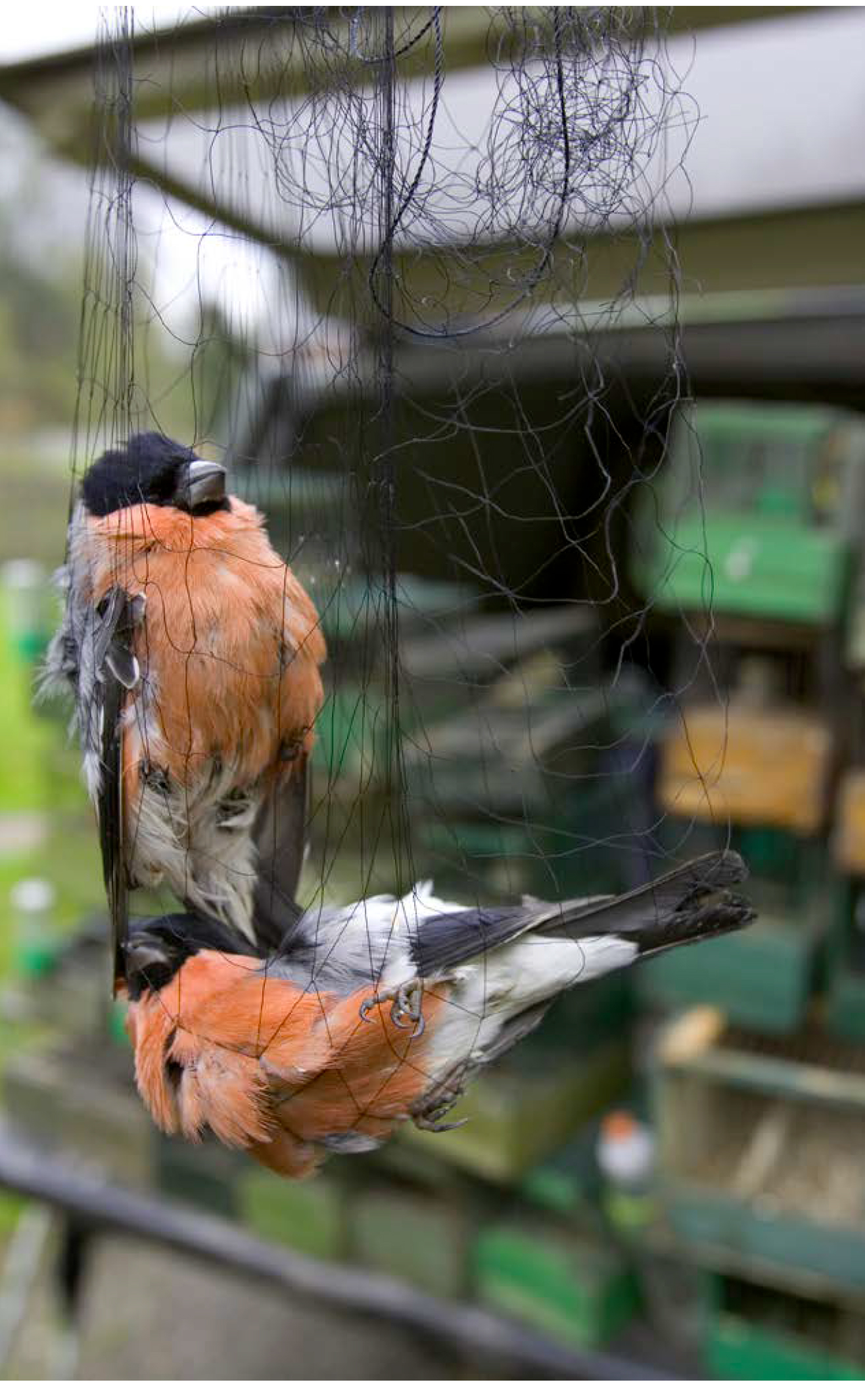 Menaces-sur-la-conservation-de-la-Nature-1 - Ligue Royale Belge pour la