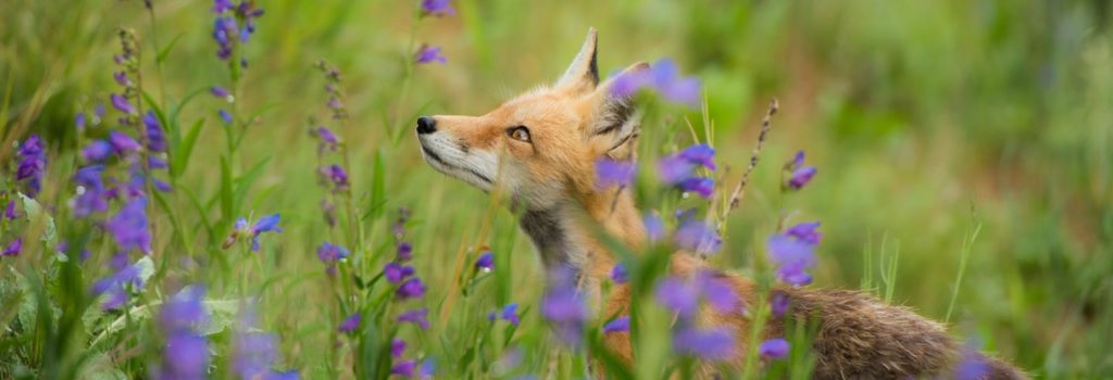 Le Collectif « Stop aux Dérives de la Chasse » recrute : Un Coordinateur de projets (m/f) Le Collectif « Stop aux Dérives de la Chasse » recrute : Un Coordinateur de projets (m/f)