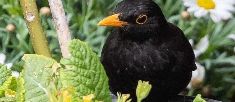 « Il faut une réponse politique transversale pour protéger les oiseaux »