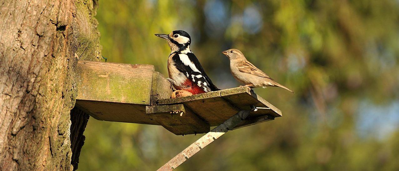 Nourrir les oiseaux l'hiver (version longue) – biodiversité