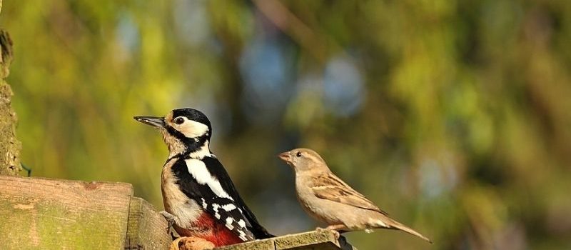 Pourquoi il est essentiel de nourrir les oiseaux en hiver