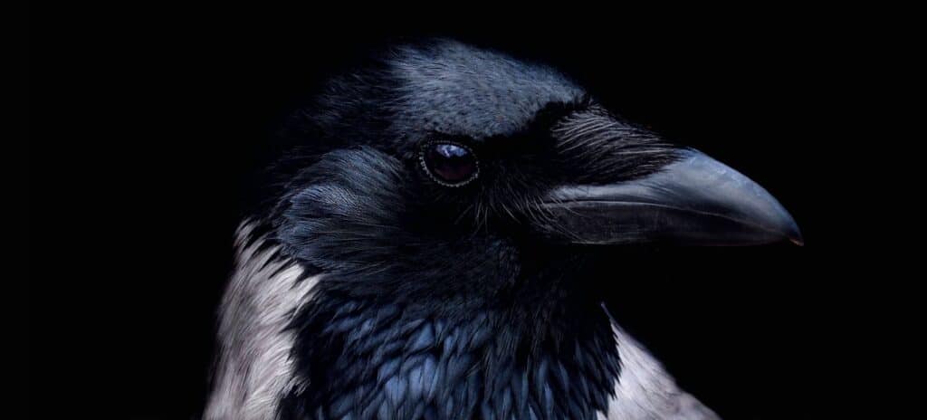 L'intelligence du corbeau 