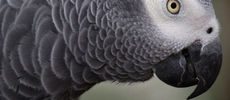 Les corbeaux et les perroquets : des grands singes à plumes