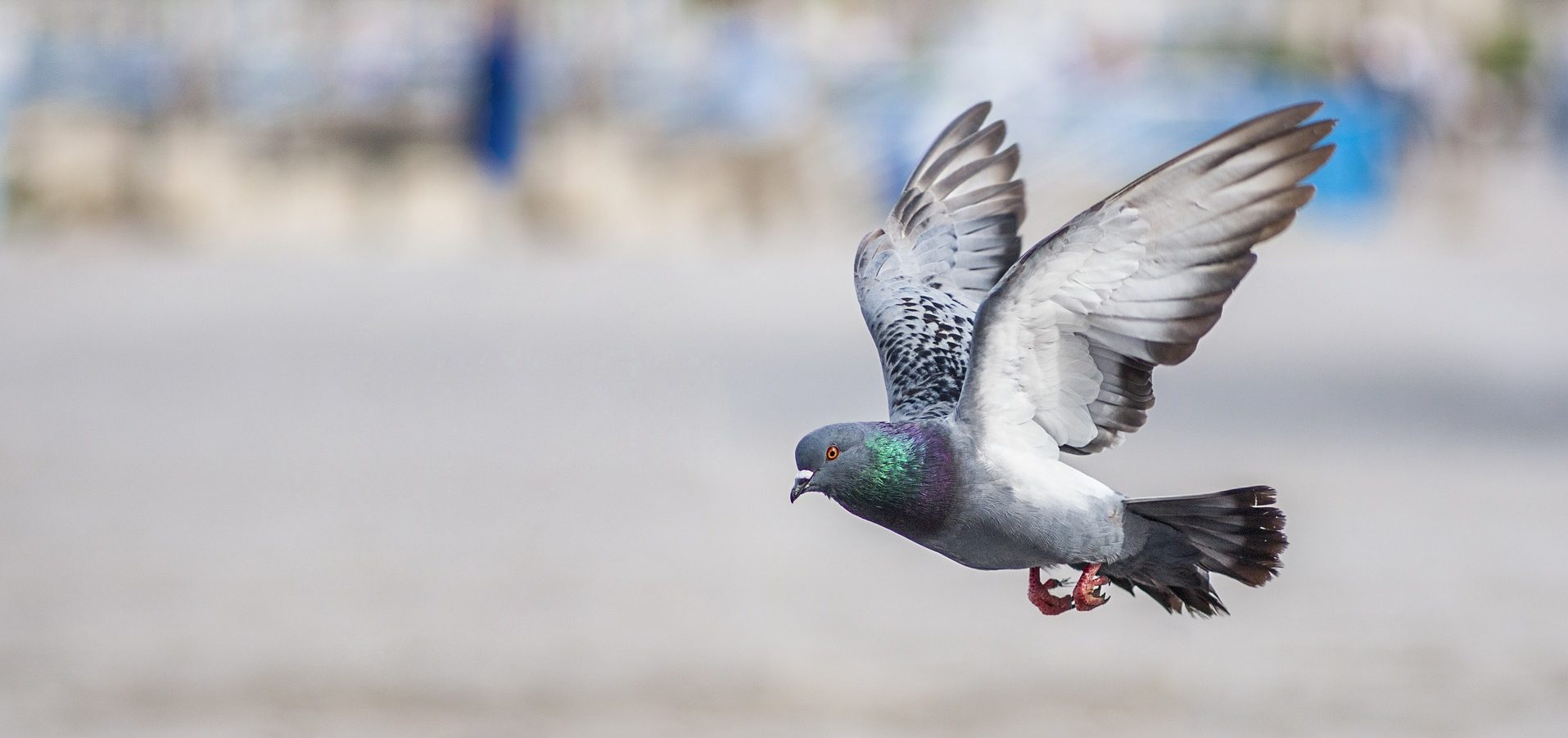 Des pièges à colle contre les vertébrés – Ligue Royale Belge pour la  Protection des Oiseaux