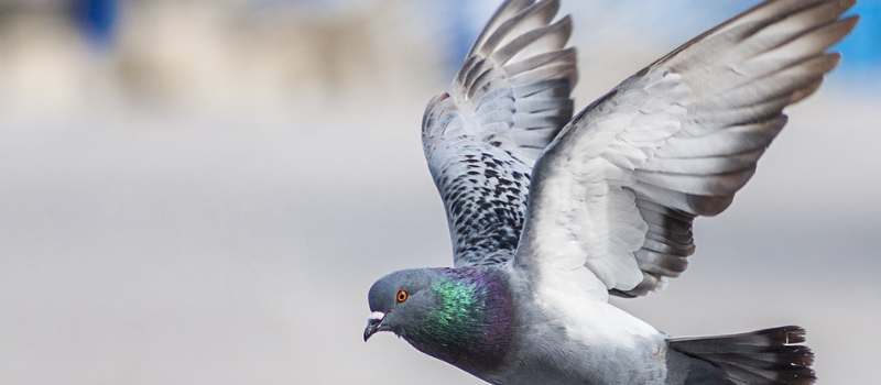 Feu vert pour l’interdiction de la capture et de la mise à mort des pigeons à Bruxelles !