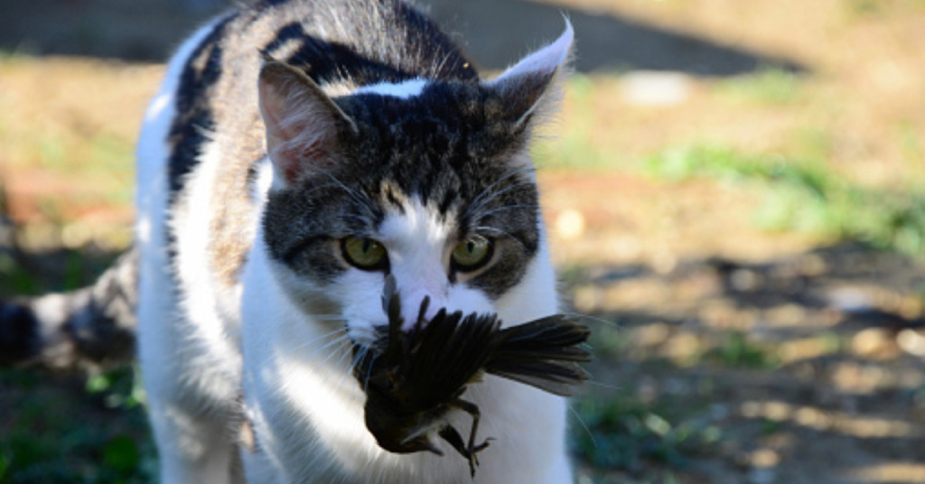 Comment faire cohabiter votre chat avec les oiseaux des jardins ? Ligue Royale Belge pour la