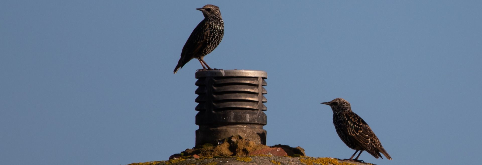 SA oiseaux et cheminee