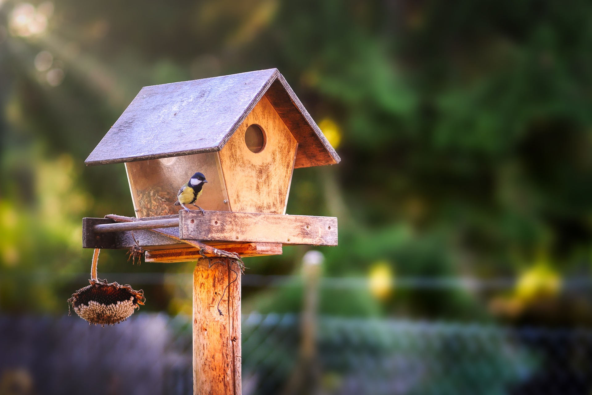 Mangeoires pour Oiseaux - Nourrissez les Oiseaux de votre Jardin
