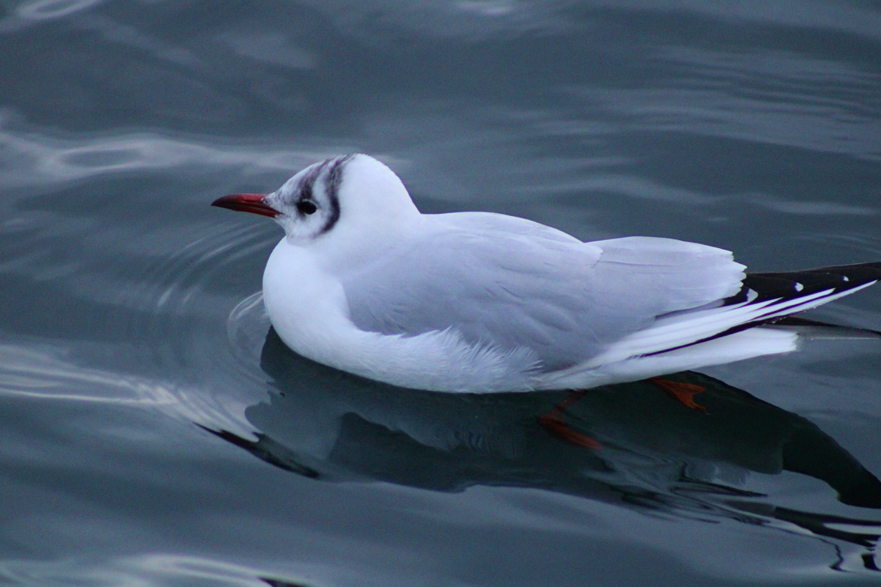 mouette rieuse