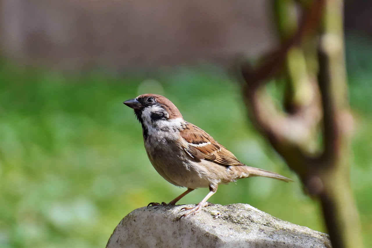 Moineau-Friquet