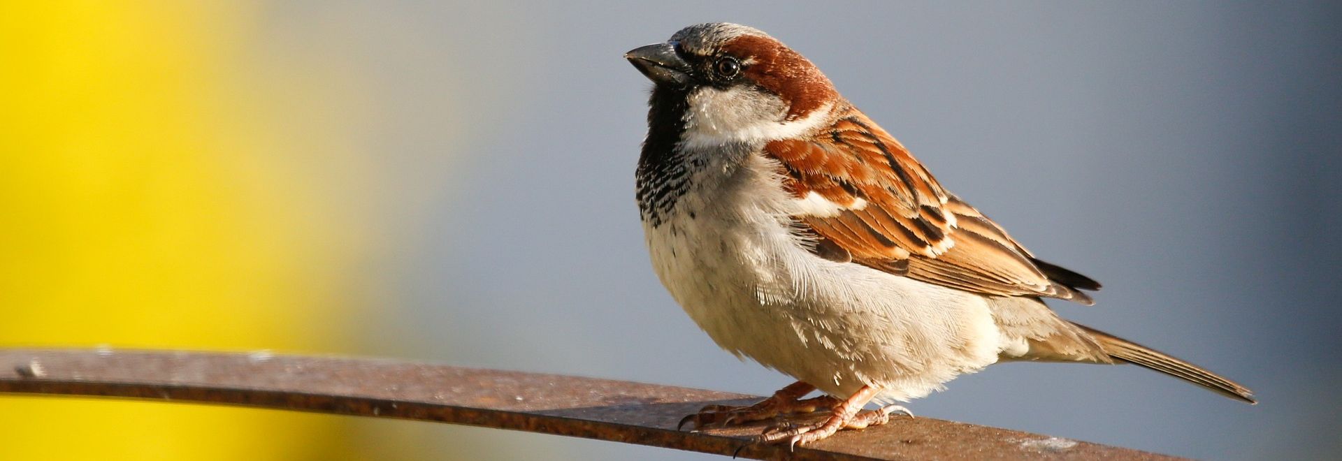 SA-Moineau-Domestique-Fond-Jaune