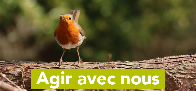 Abri pour écureuil – Ligue Royale Belge pour la Protection des Oiseaux
