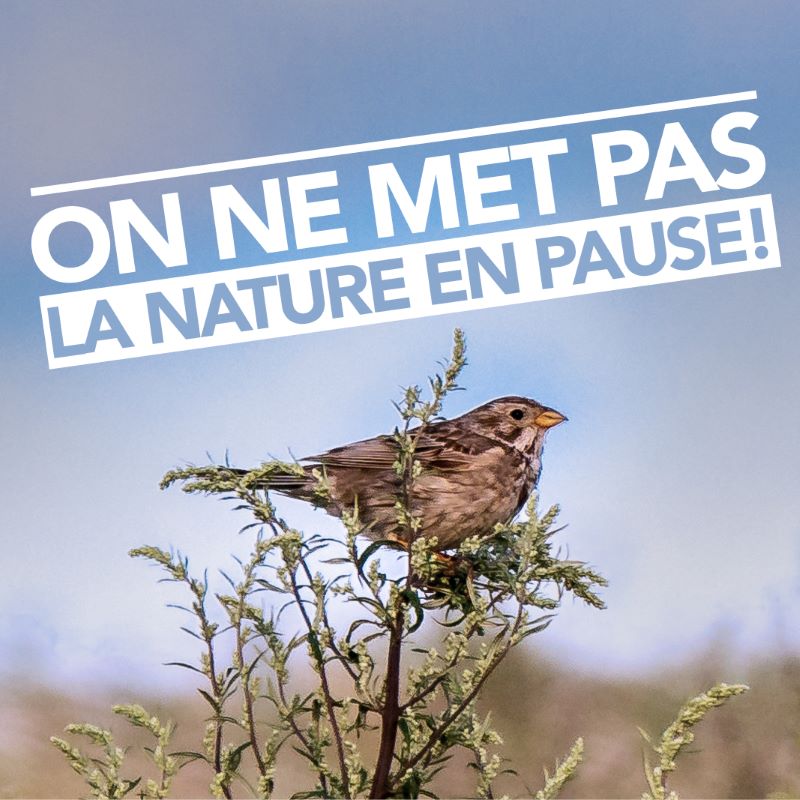 Mettre sur pause la préservation de la biodiversité nest pas une option Ligue Royale