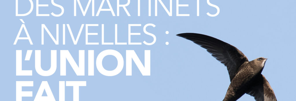 Sauvetage des martinets à Nivelles : l’union fait la force !