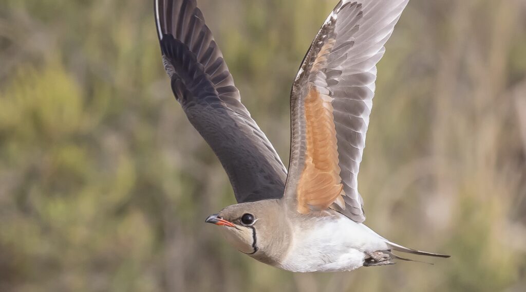 Revue LHomme Et LOiseau Les Oiseaux Du Delta De L Ebre Ligue Royale Belge Pour La