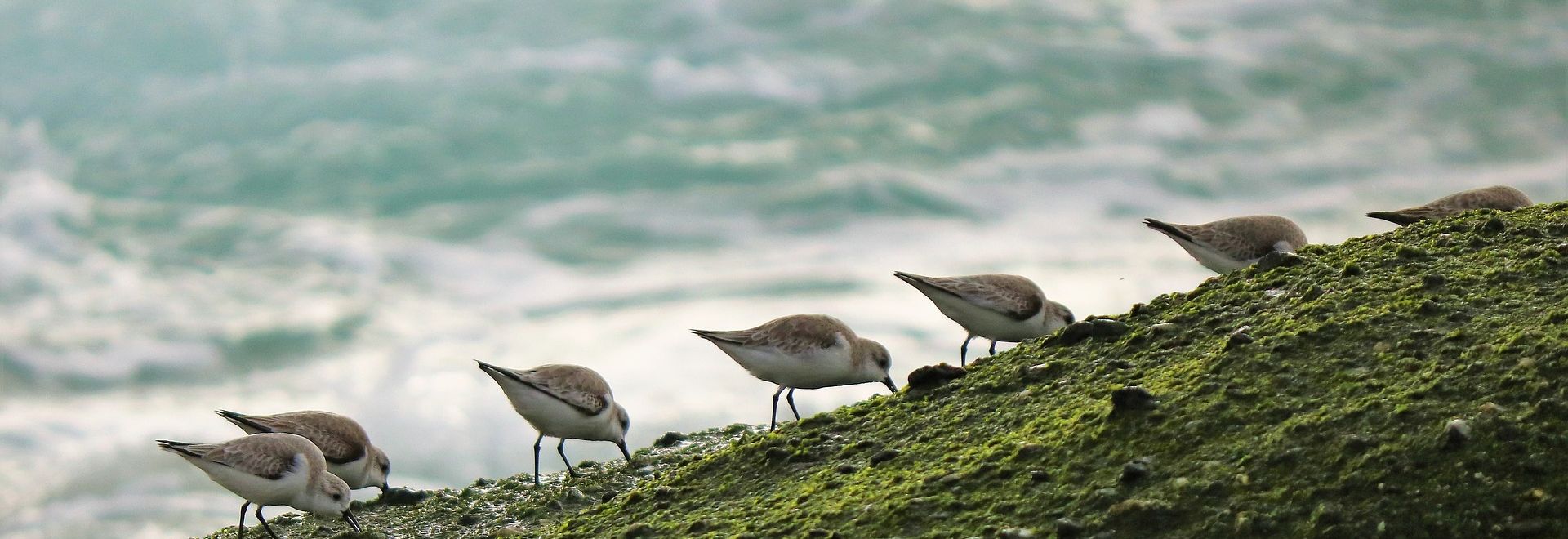 SA oiseaux migrateurs