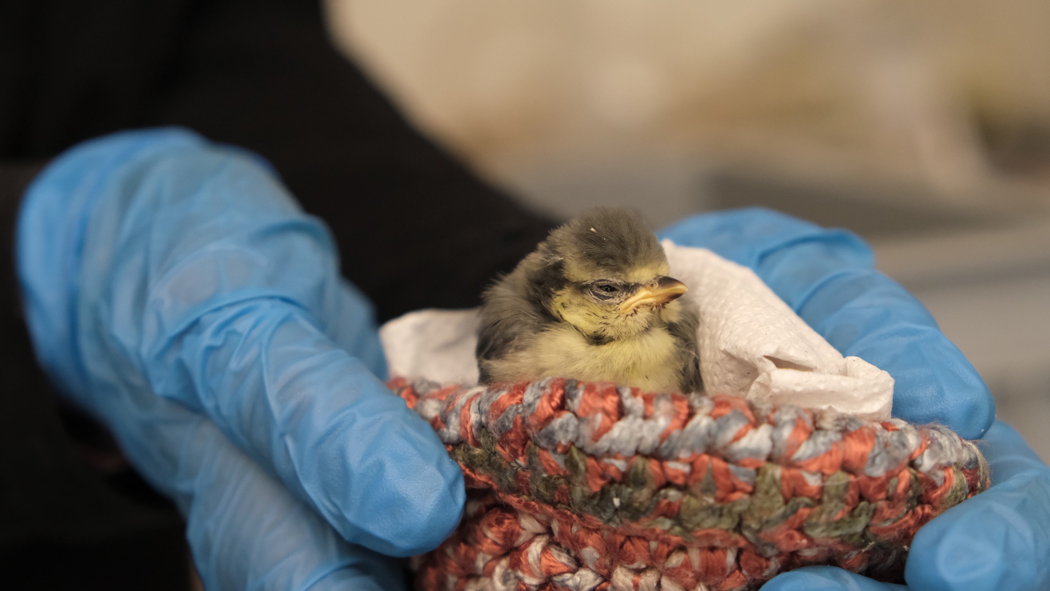 Vous trouvez un animal sauvage blessé … que faire ? – Ligue Royale Belge  pour la Protection des Oiseaux
