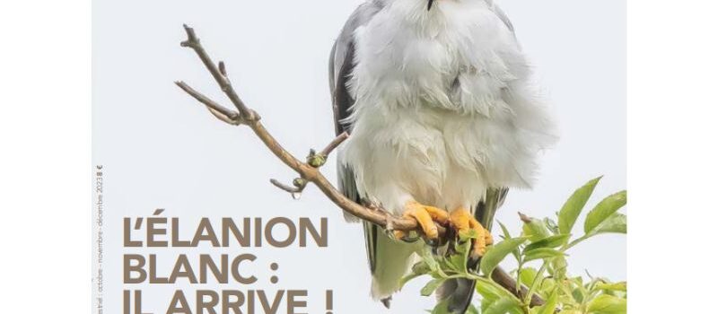 Revue L’Homme et l’Oiseau – L’Elanion blanc : il arrive !