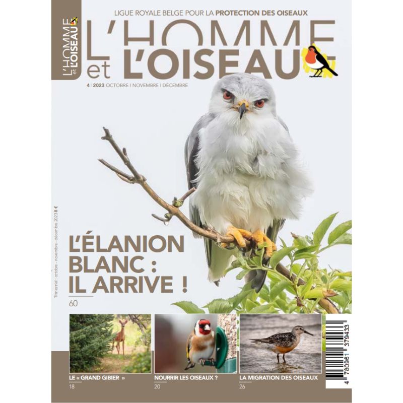 Revue LHomme Et LOiseau L Elanion Blanc Il Arrive Ligue Royale Belge Pour La