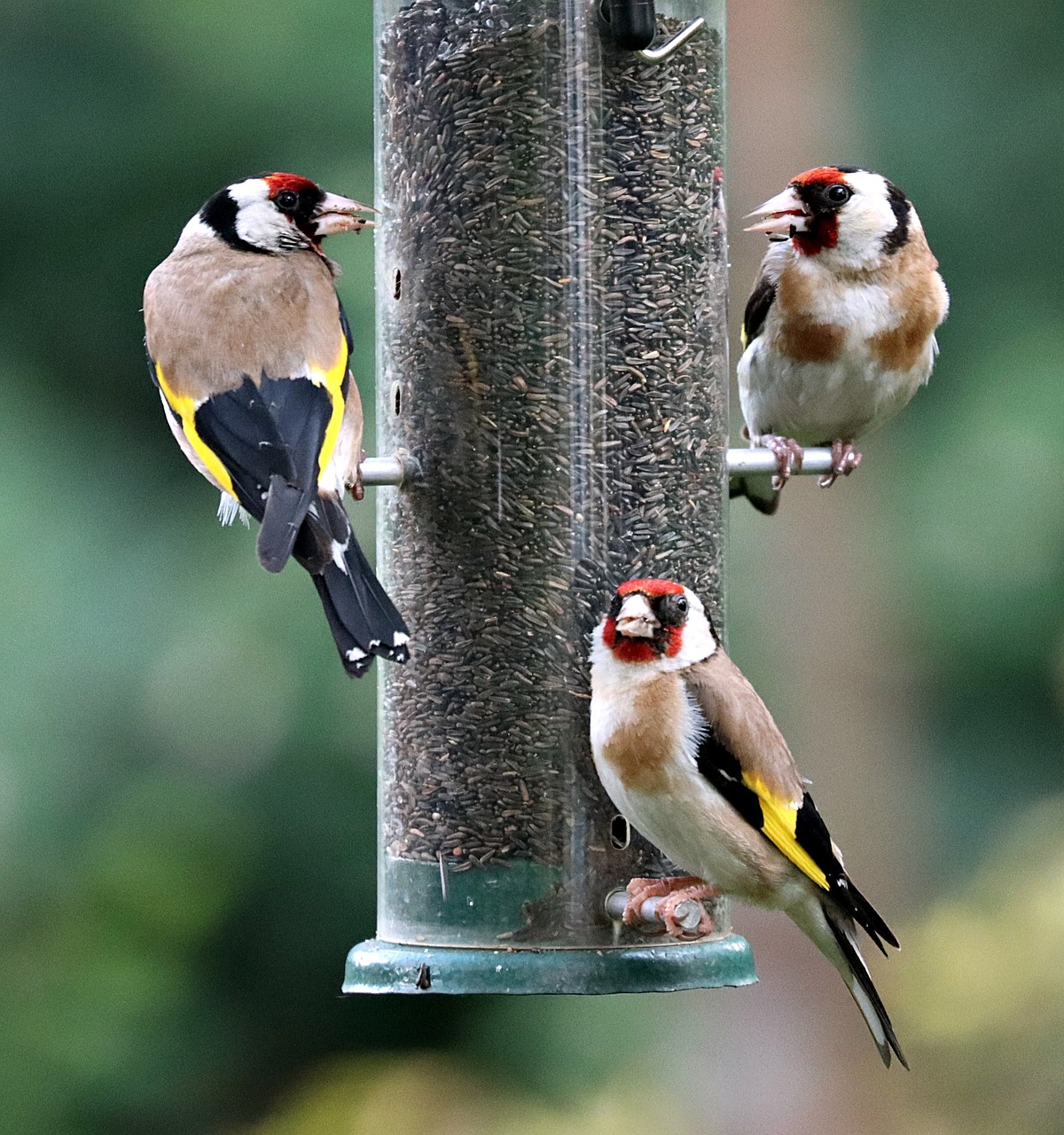 Mangeoire pour oiseaux : Le guide complet - Uchl