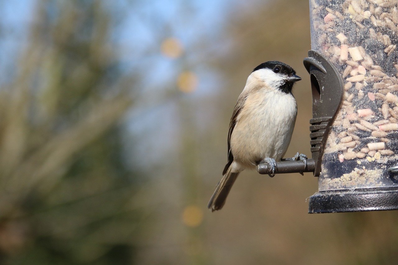 Nourrir en hiver – Ligue Royale Belge pour la Protection des Oiseaux