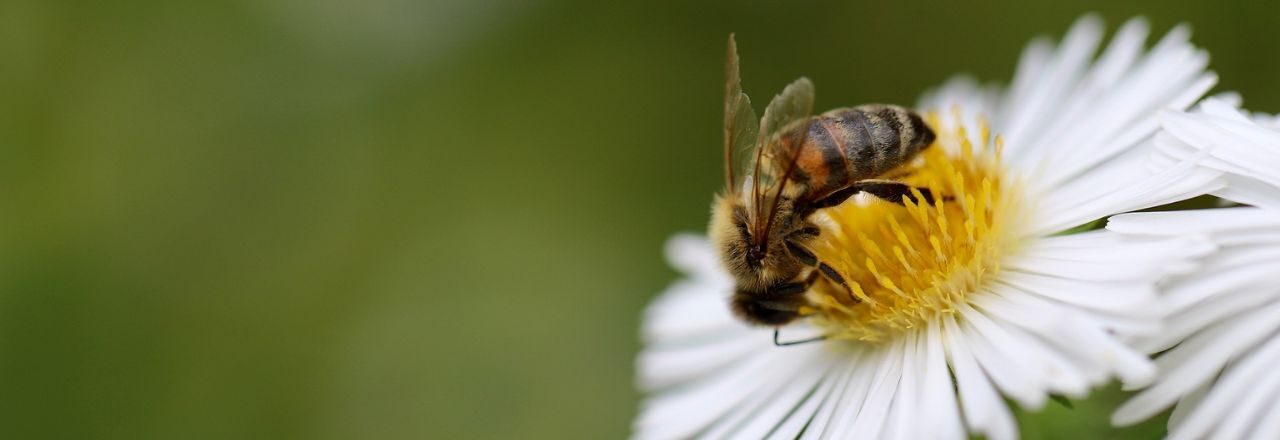 SA abeilles