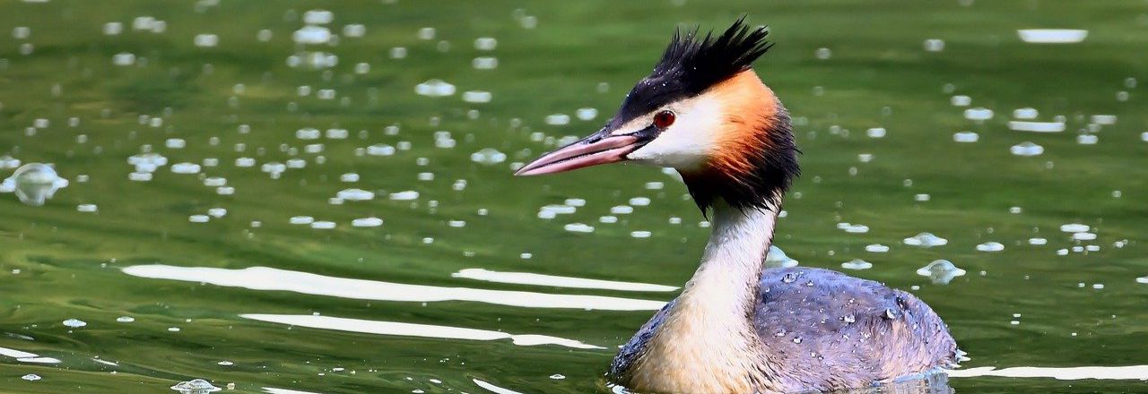 SA grebe