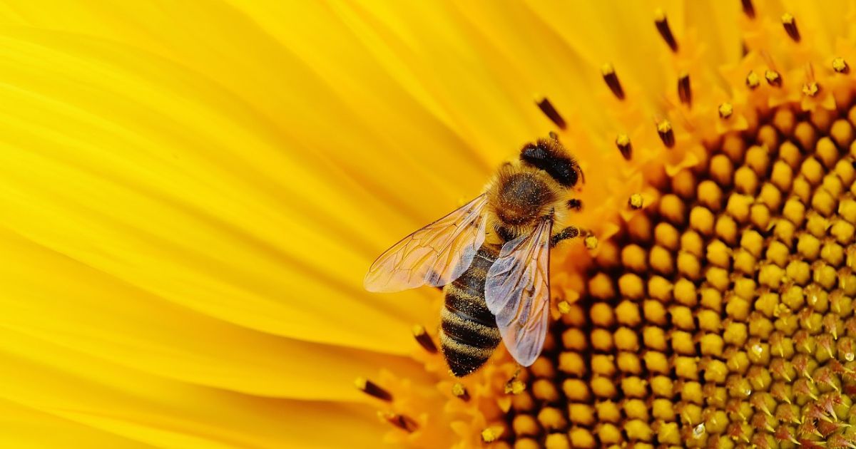 VR abeille