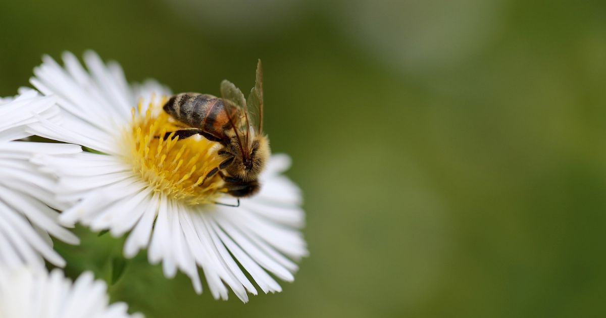 VR abeilles