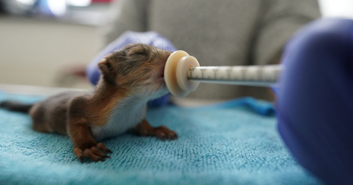 VR bebe ecureuil