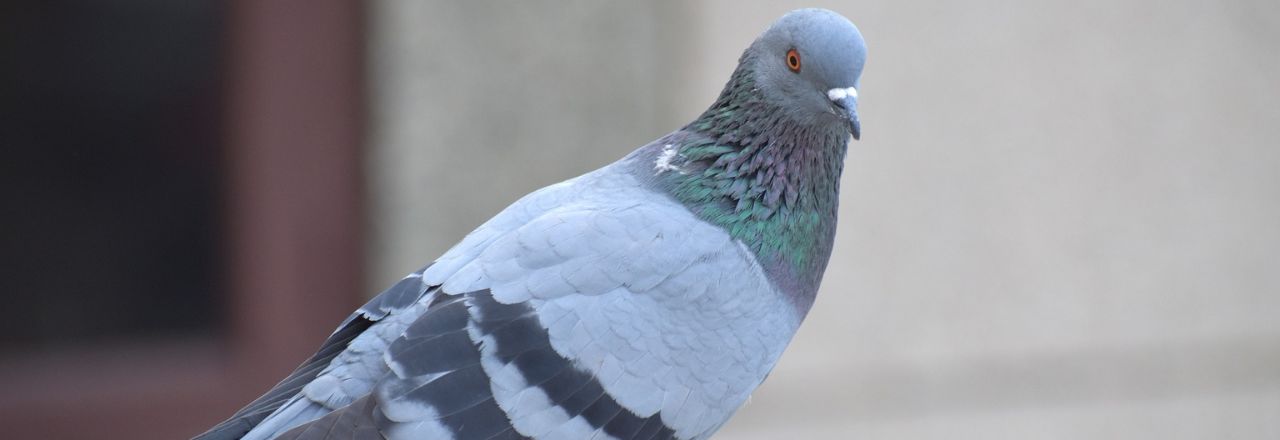 SA pigeon domestique