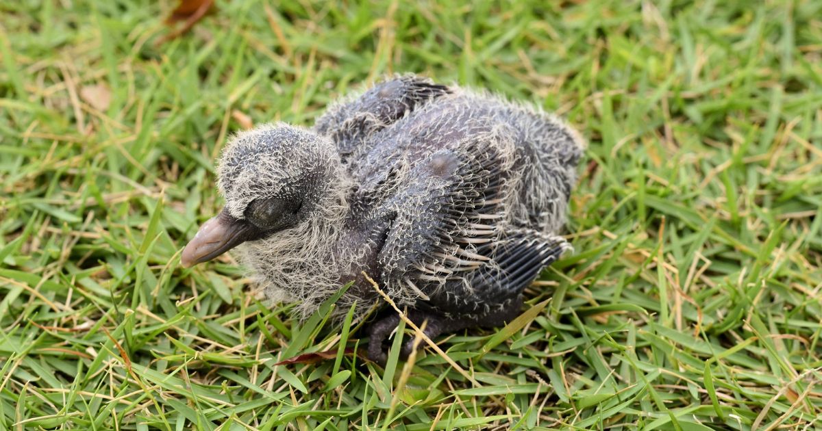 VR pigeon poussin