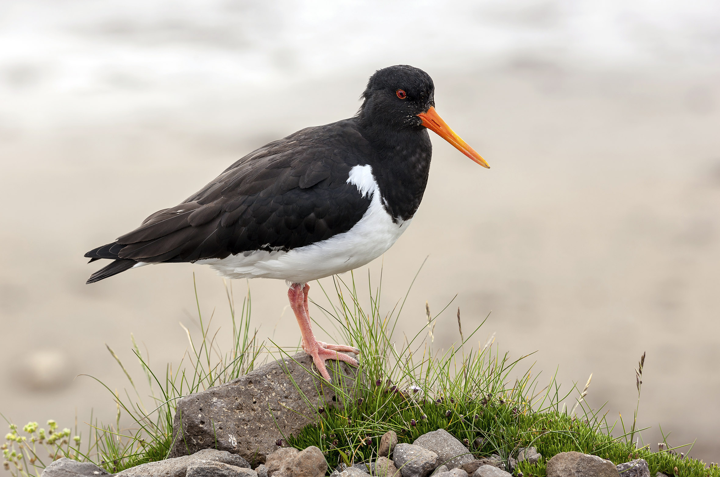 Austernfischer_Haematopus_ostralegus_Iceland_RB