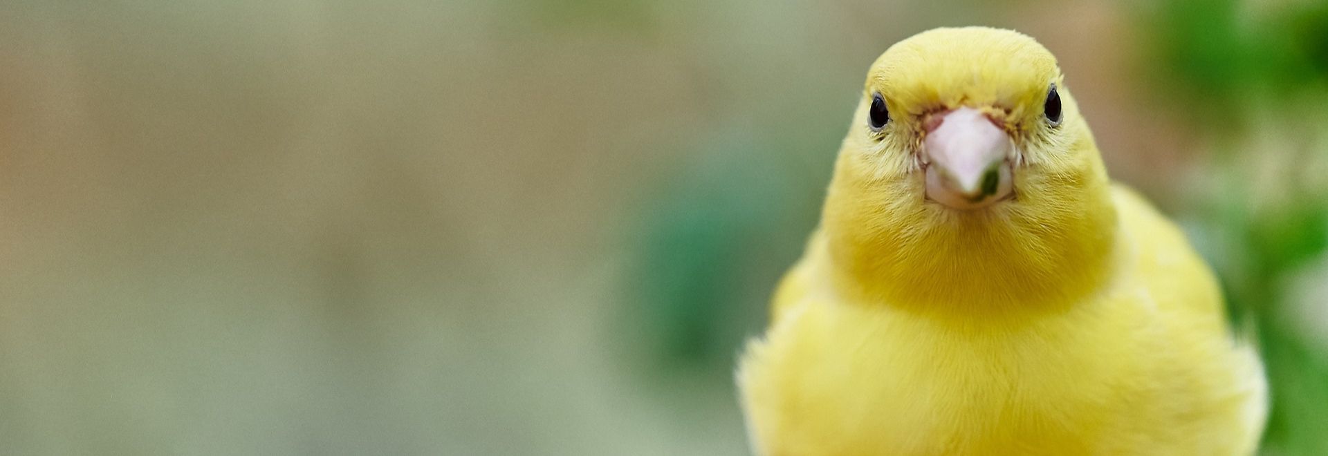 SA canari domestique