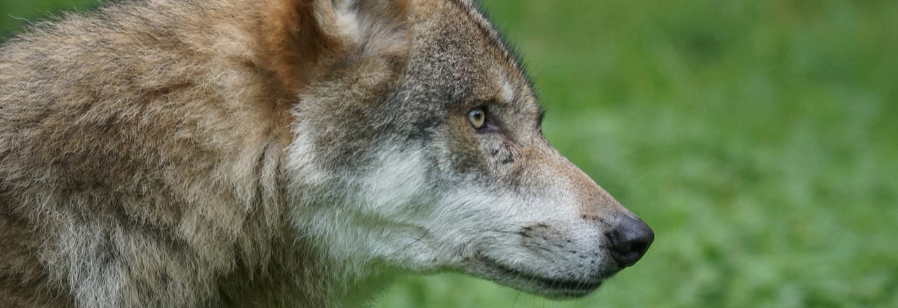 SA loup en belgique