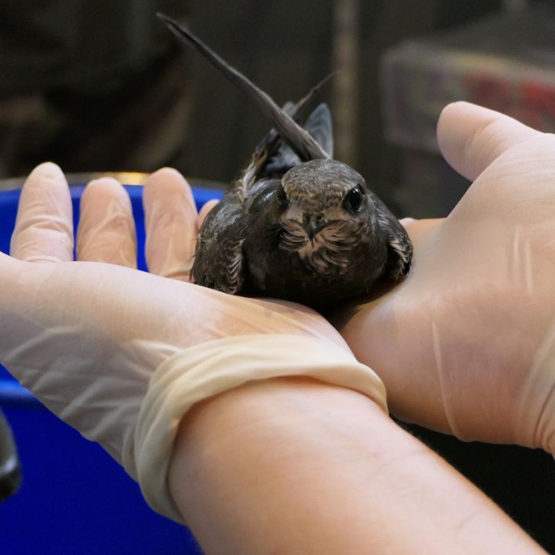 VC martinet centre de soins