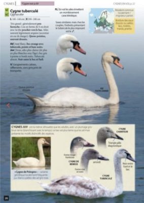 cygne tubercule - extrait guide expert des oiseaux d europe